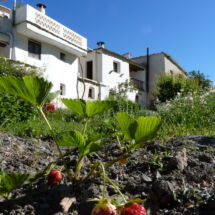 View of the finalized casita, with the first delicious strawberries coming out! Judith & Alan - final state